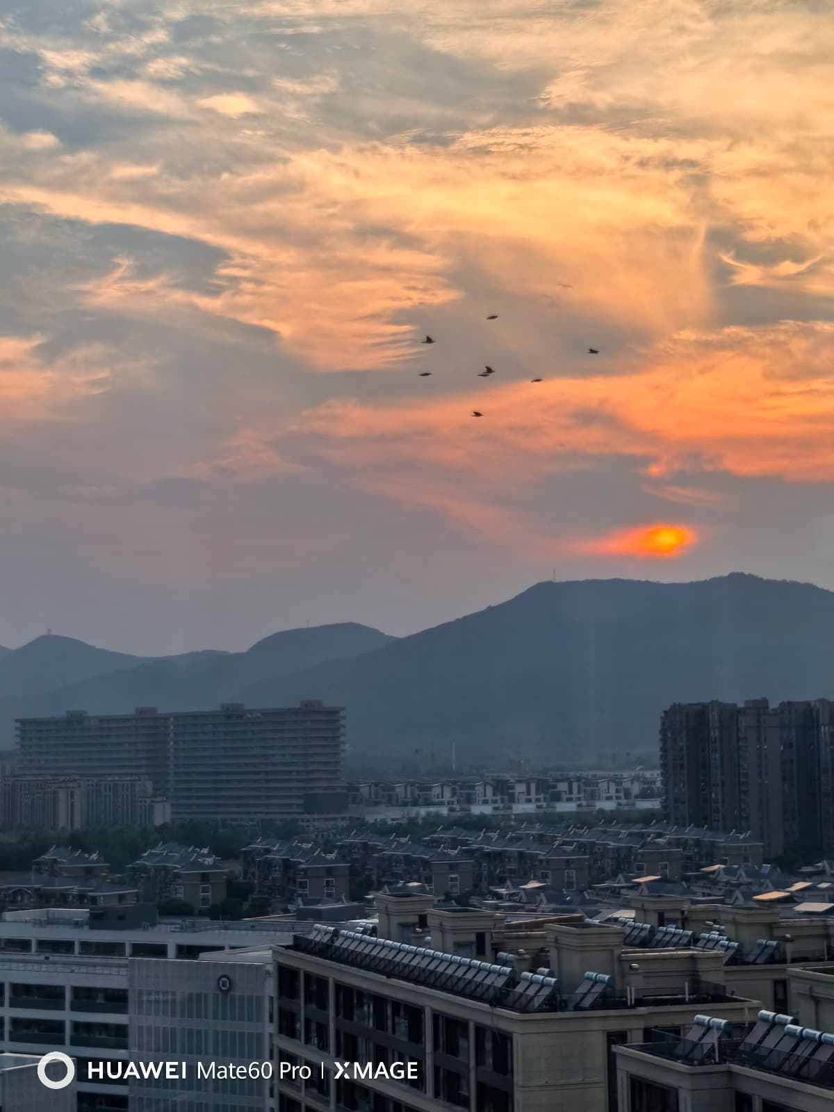 飞鸟相与还